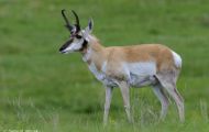 Tiere, Säugetiere - Huftiere   Gabelbock_Antilocapra americana_Pronghorn Antelope 03.JPG