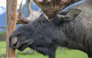Tiere, Säugetiere - Huftiere  Elch_Alces alces_Moose 02.JPG
