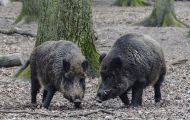 Tiere, Säugetiere - Huftiere  Wildschwein_Sus scrofa_Wild Boar 01.JPG