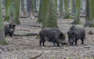 Tiere, Säugetiere - Huftiere  Wildschwein_Sus scrofa_Wild Boar 05.JPG