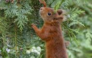 Tiere, Säugetiere - Nagetiere  Europäisches Eichhörnchen_Sciurus vulgaris_Eurasian Red Squirrel 01.JPG