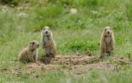 Tiere, Säugetiere - Nagetiere  Schwarzschwanz Präriehund_Cynomys ludovianus_Black-Tailed Prairie Dog 01.JPG