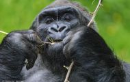 Tiere, Säugetiere - Primaten  Gorilla_Gorilla_Gorilla 09.JPG