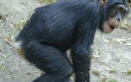 Tiere, Säugetiere - Primaten  Schimpanse_Pan troglodytes_Common Chimpanzee 03.JPG