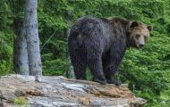 Tiere, Säugetiere - Raubtiere  Braunbär_Ursus arctos_Brown (Grizzly) Bear 01.JPG