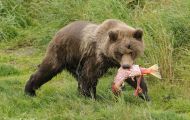 Tiere, Säugetiere - Raubtiere  Braunbär_Ursus arctos_Brown (Grizzly) Bear 08.JPG