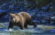 Tiere, Säugetiere - Raubtiere  Braunbär_Ursus arctos_Brown (Grizzly) Bear 18.JPG