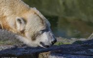 Tiere, Säugetiere - Raubtiere  Eisbär_Ursus maritimus_Polar Bear 05.JPG