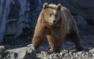Tiere, Säugetiere - Raubtiere  Europäischer Braunbär_Ursus arctos arctos_Eurasian brown bear 02.JPG