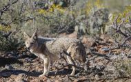 Tiere, Säugetiere - Raubtiere  Kojote_Canis latrans_Coyote 02.JPG