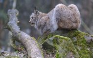 Tiere, Säugetiere - Raubtiere  Luchs_Lynx lynx_Lynx 04.JPG