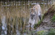 Tiere, Säugetiere - Raubtiere  Luchs_Lynx lynx_Lynx 08.JPG