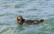 Tiere, Säugetiere - Raubtiere  Seeotter_Enhydra lutris_Sea Otter 03.JPG