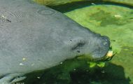 Tiere, Säugetiere - Seekühe  Florida Manati_Trichechus manatus_Manatee 02.JPG