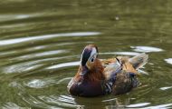Tiere, Vögel - Gänsevögel  Harlekin Ente_Histrionicus histrionicus_Harlequin Duck 02.JPG