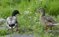 Tiere, Vögel - Gänsevögel  Stockente_Anas platyrhynchos_Mallard 02.JPG