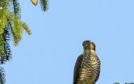 Tiere, Vögel - Greifvögel Habicht_Accipiter gentilis_ Northern Goshawk 02.JPG