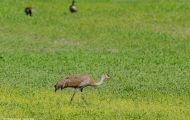 Tiere, Vögel - Kranichvögel  Kanadakranich_Grus canadensis_Sandhill Crane 03.JPG