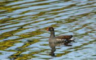 Tiere, Vögel - Kranichvögel  Teichralle_Gallinula chloropus_Common Moorhen 01.JPG