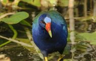 Tiere, Vögel - Kranichvögel  Zwergsultanshuhn_Porphyrio martinica_Purple Gallinule 02.JPG