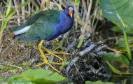 Tiere, Vögel - Kranichvögel  Zwergsultanshuhn_Porphyrio martinica_Purple Gallinule 06.JPG