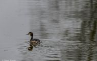 Tiere, Vögel - Lappentaucher  Haubentaucher_Podiceps cristatus_Great Crested Grebe 05.JPG