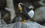 Tiere, Vögel - Regenpfeiferartige Vögel  Gelbschopflund_Fratercula cirrhata_Tufted Puffin 03.JPG