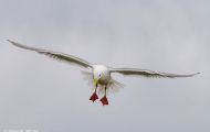 Tiere, Vögel - Regenpfeiferartige Vögel  Silbermöwe_Larus argentatus_Herring Gull 05.JPG