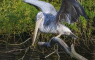 Tiere, Vögel - Ruderfüßer  Braunpelikan_Pelicanus occidentalis_Brown Pelican 04.JPG