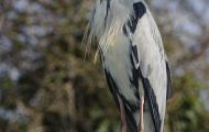 Tiere, Vögel - Ruderfüßer  Graureiher_Ardea cinerea_Grey Heron 05.JPG