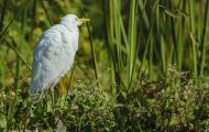 Tiere, Vögel - Ruderfüßer  Kuhreiher_Bubulcus ibis _Cattle Egret 05.JPG