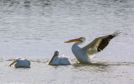 Tiere, Vögel - Ruderfüßer  Weißer Pelikan_Pelecanus erythrorhynchos_American White Pelican 09.JPG