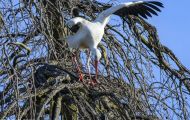 Tiere, Vögel - Schreit- und Storchenvögel  Weißstorch_Ciconia Ciconia_White Stork 03.JPG
