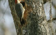Tiere, Vögel - Spechtvögel  Carolina-Specht_Melanerpes carolinus_Red-Bellied Woodpecker 05.JPG