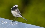 Tiere, Vögel - Sperlingsvögel  Bachstelze_Motacilla alba_White Wagtail 05.JPG