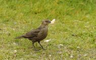 Tiere, Vögel - Sperlingsvögel  Braunkopf Kuhstärling_Molothrus ater_Brown-headed Cowbird 03.JPG