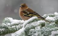 Tiere, Vögel - Sperlingsvögel  Buchfink_Fringilla coelebs_Chaffinch 01.JPG
