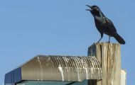 Tiere, Vögel - Sperlingsvögel  Fischkrähe_Corvus ossifragus_Fish Crow 03.JPG
