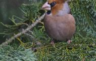 Tiere, Vögel - Sperlingsvögel  Kernbeißer_Coccothraustes coccothraustes_Hawfinch 04.JPG