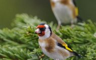 Tiere, Vögel - Sperlingsvögel  Stieglitz_Carduelis carduelis_ European Goldfinch 03.JPG