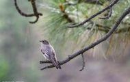 Tiere, Vögel - Sperlingsvögel  Vireo_Vireo vicinior_Gray Vireo 03.JPG