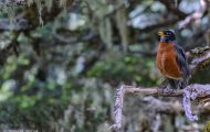 Tiere, Vögel - Sperlingsvögel  Wanderdrossel_Turdus migratorius_American Robin 01.JPG