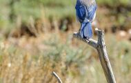 Tiere, Vögel - Sperlingsvögel  Westlicher Buschhäher_Aphelocoma californica_Western Scrub Jay 05.JPG