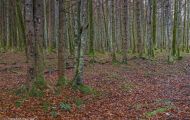 Wälder, Laubwald - Oberbayern  Laubwald 05.JPG