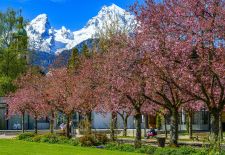 Kirschblüte im Kurgarten, Berchtesgaden