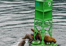 09 Stellerscher Seelöwe.JPG