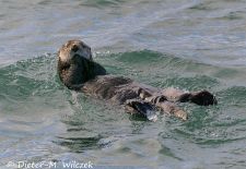 Alaskas Tierwelt - Paradies im Norden - Seeotter.JPG