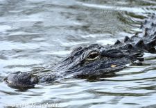 Alligatoren in Florida - Missisippi Alligator, Myakka River State Park 1.JPG