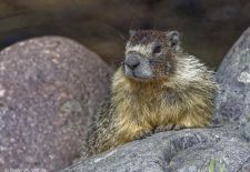 Canadian Rockies 02-2.JPG