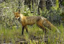 Canadian Rockies 08.JPG